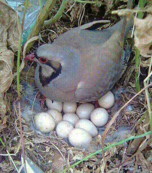 عکس جوجه کبک کوهی