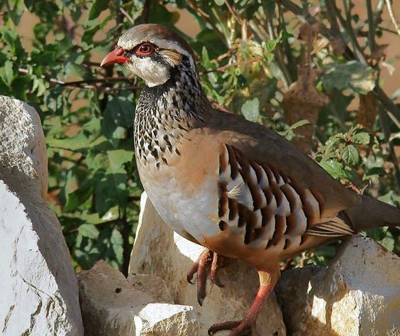 عکس جوجه کبک کوهی