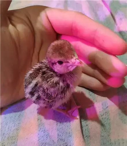 عکس جوجه کبک کوهی