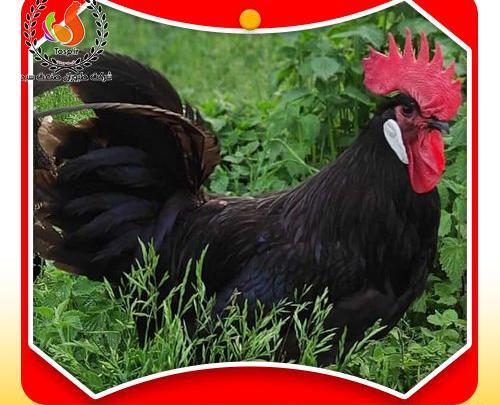 عکس کودک سیاه پوست و کرکس