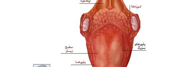 عکس زبان کودک سالم