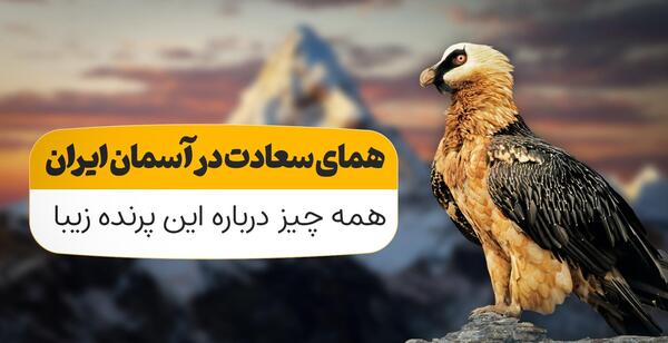 عکس معروف لاشخور و کودک افریقایی