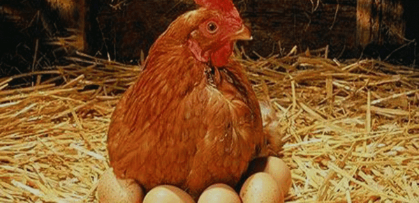 عکس مرغ کرچ شده