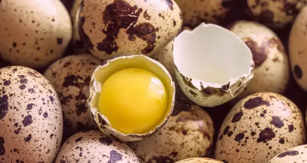 عکس تخم کبک کوهی