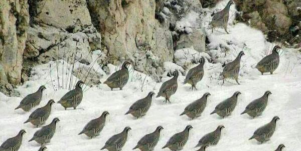 عکس از کبک کوهی