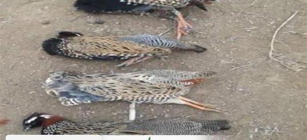 عکس از کبک کوهی
