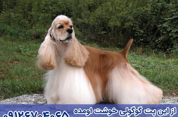 عکس سگ کوکر
