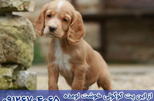 عکس سگ کوکر