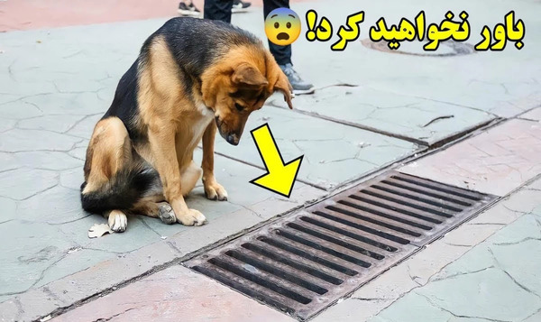 عکس سگ کوکی بی تی اس