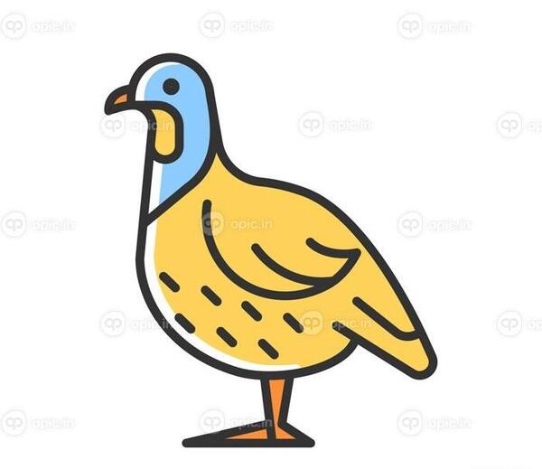 عکس نقاشی پرنده کبک