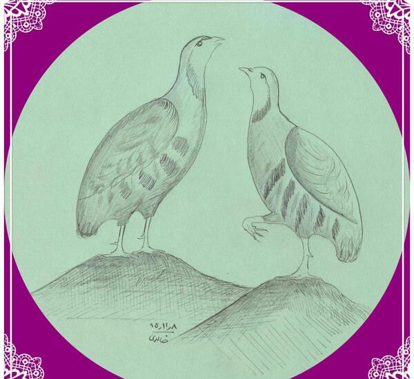 عکس نقاشی پرنده کبک