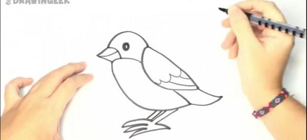 عکس نقاشی پرنده کبک