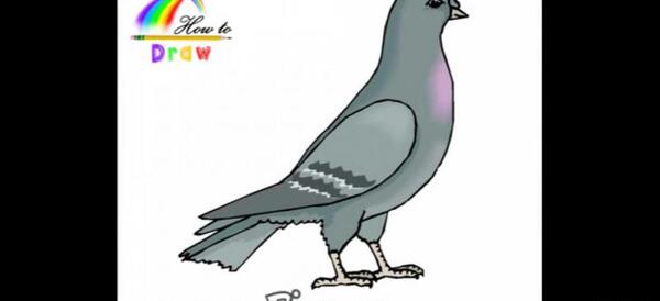 عکس نقاشی پرنده کبک