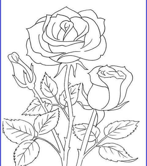 عکس نقاشی گل رز گام به گام