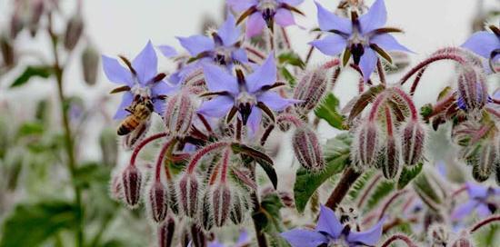 عکس نقاشی گیاه گل گاوزبان