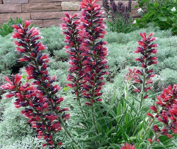 عکس نقاشی گیاه گل گاوزبان