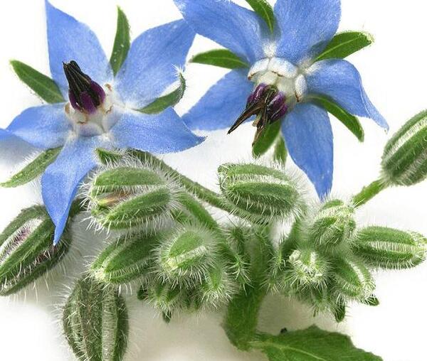 عکس نقاشی گیاه گل گاوزبان