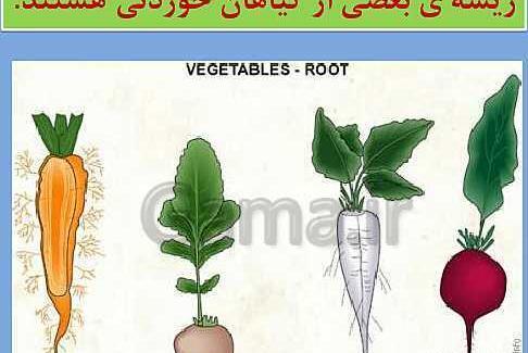 عکس نقاشی گل و گیاه کلاس اول