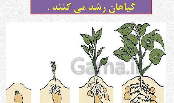 عکس نقاشی گل و گیاه کلاس اول