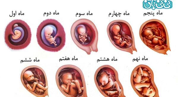 عکس بچه در رحم مادر