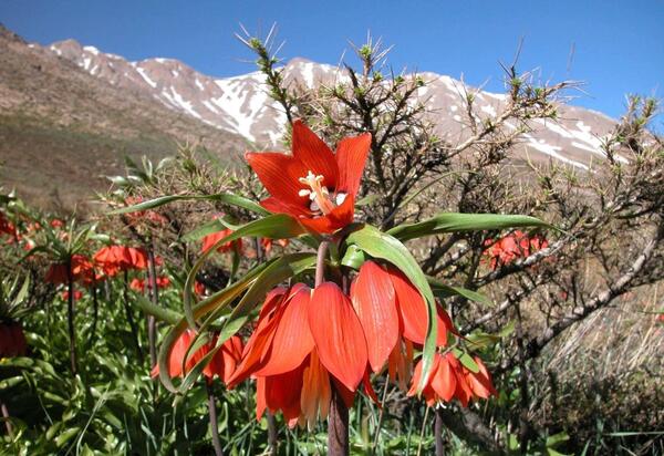 عکس نقاشی گل لاله واژگون کودکانه