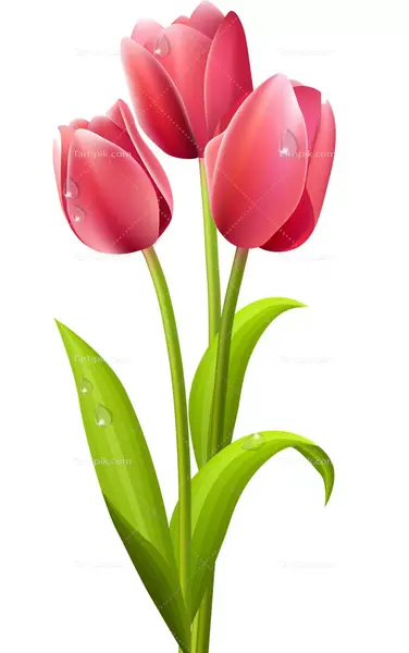 عکس نقاشی گل لاله برای شهیدان