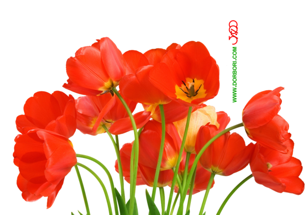 عکس نقاشی گل لاله برای شهیدان