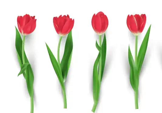 عکس نقاشی گل لاله خون شهیدان