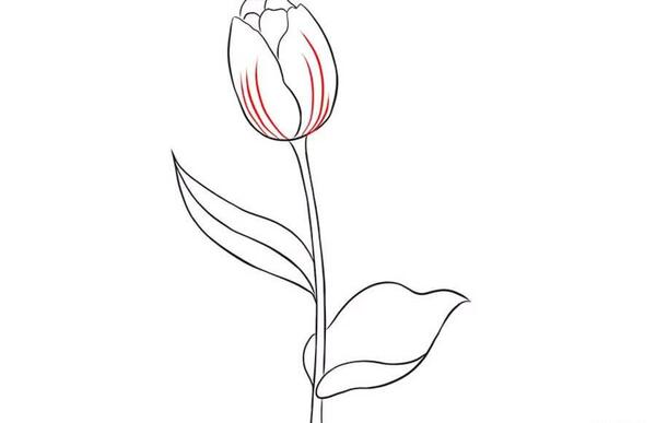 عکس نقاشی گل زیبای لاله