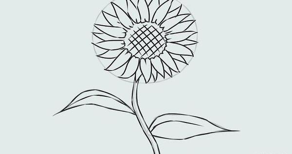 عکس نقاشی یک گل لاله زیبا