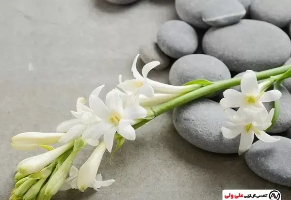 عکس نقاشی گل مریم مرحله به مرحله