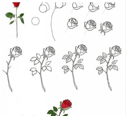 عکس نقاشی گل رز مرحله به مرحله