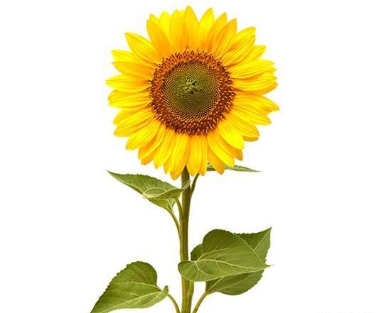 عکس نقاشی گل آفتابگردان مرحله به مرحله
