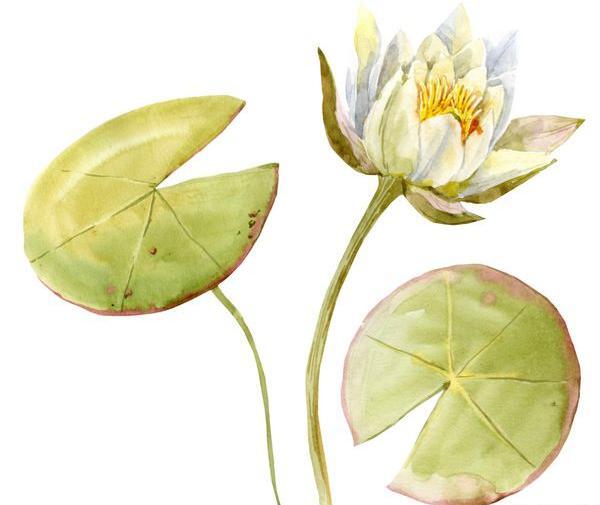 عکس نقاشی برگ گل مرداب