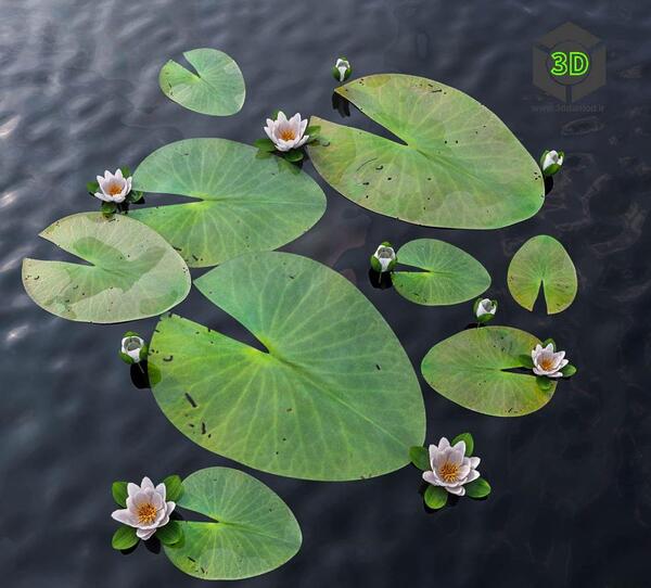 عکس نقاشی برگ گل مرداب