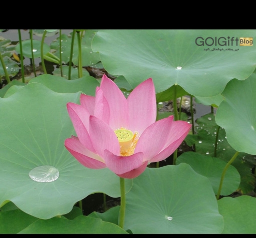 عکس نقاشی از گل مرداب