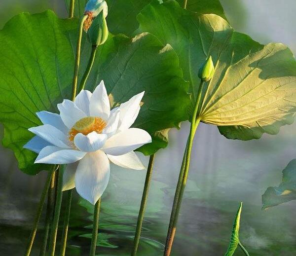 عکس نقاشی گل نیلوفر در مرداب