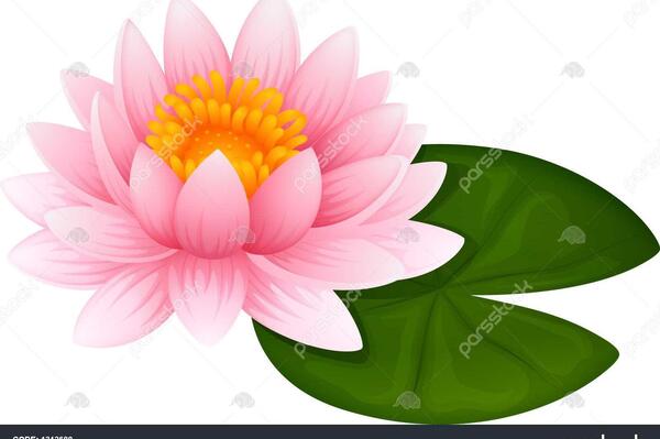 عکس نقاشی گل نیلوفر در مرداب