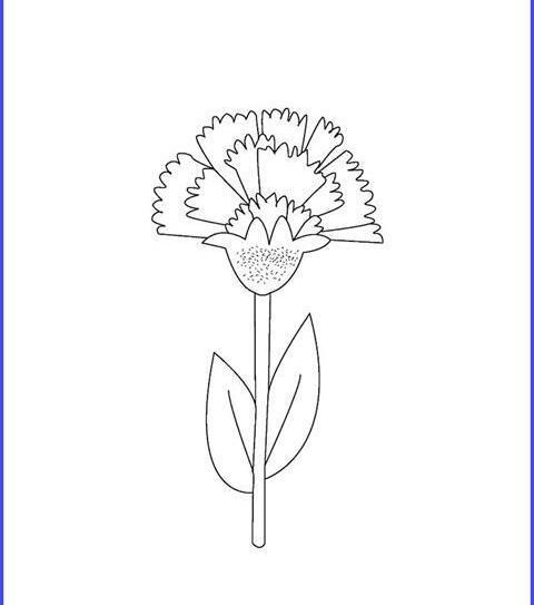 عکس نقاشی گل میخک ساده