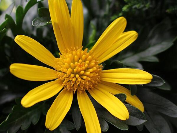 عکس نقاشی گل مینا ساده