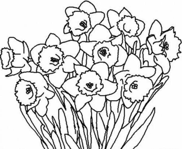 عکس نقاشی گل نرگس ساده