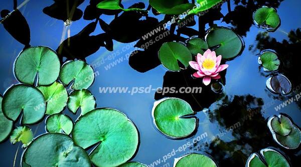 عکس نقاشی گل نیلوفر آبی ساده