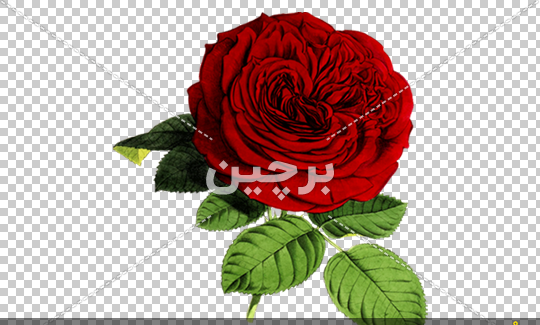عکس نقاشی گل نقاشی گل رز