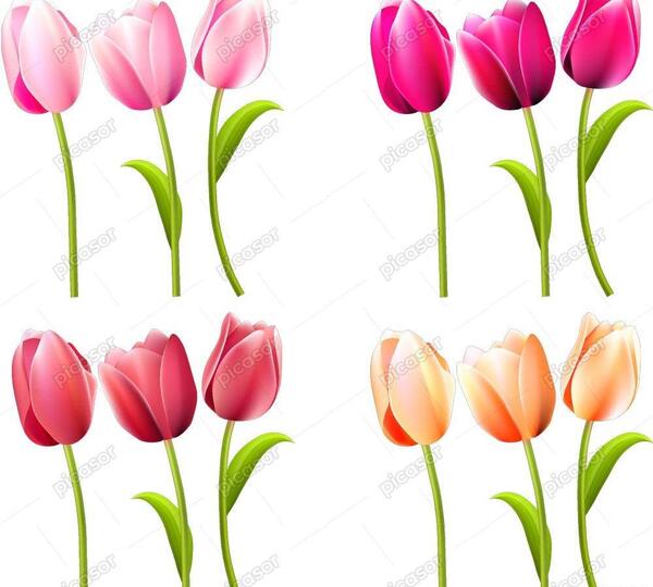 عکس نقاشی گل لاله نقاشی گل لاله