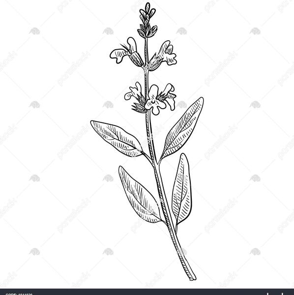 عکس نقاشی گل و گیاهان