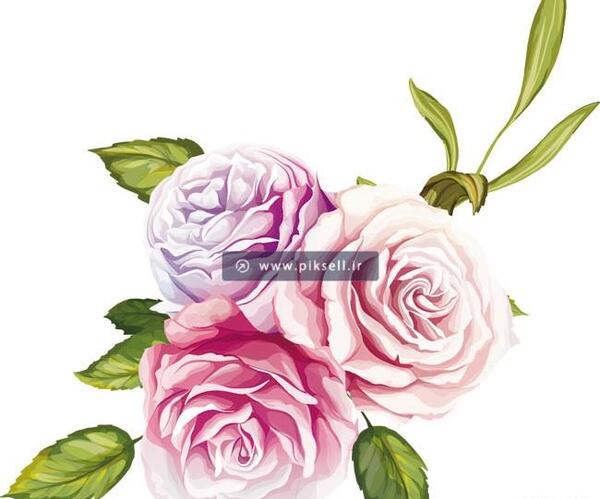 عکس نقاشی گل های رز