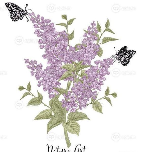 عکس اموزش نقاشی گل یاس ساده
