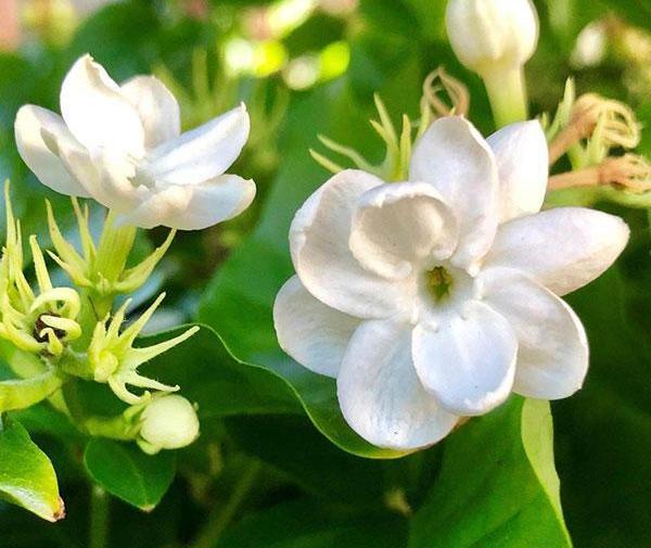 عکس فیلم نقاشی گل یاس ساده