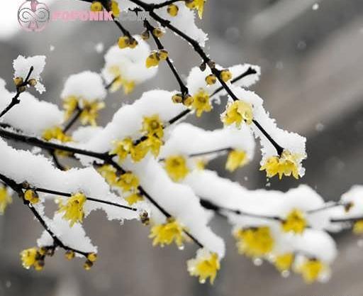 عکس نقاشی گل یخ کودکانه