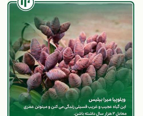 عکس گل های ترسناک